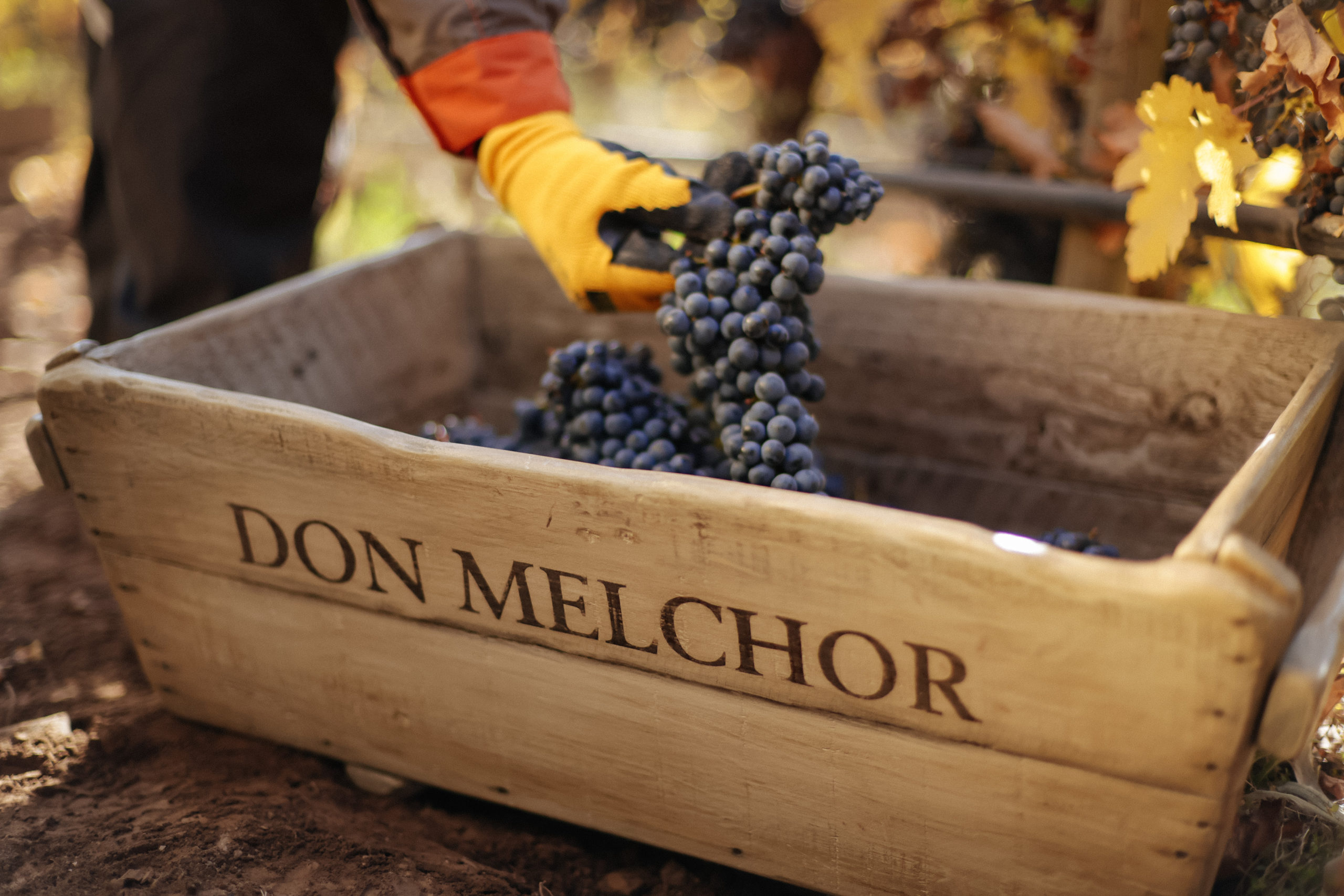 The Drinks Business has praised the 2020 Don Melchor as the “best expression yet”
