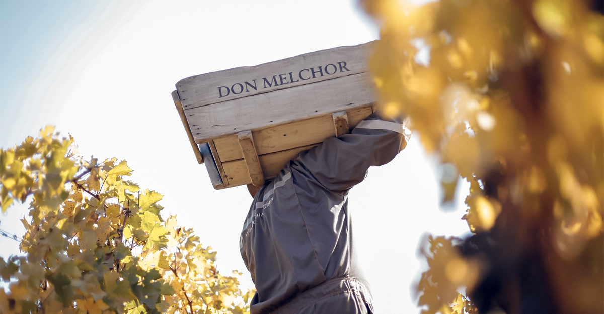 The 2023 vintage of Don Melchor