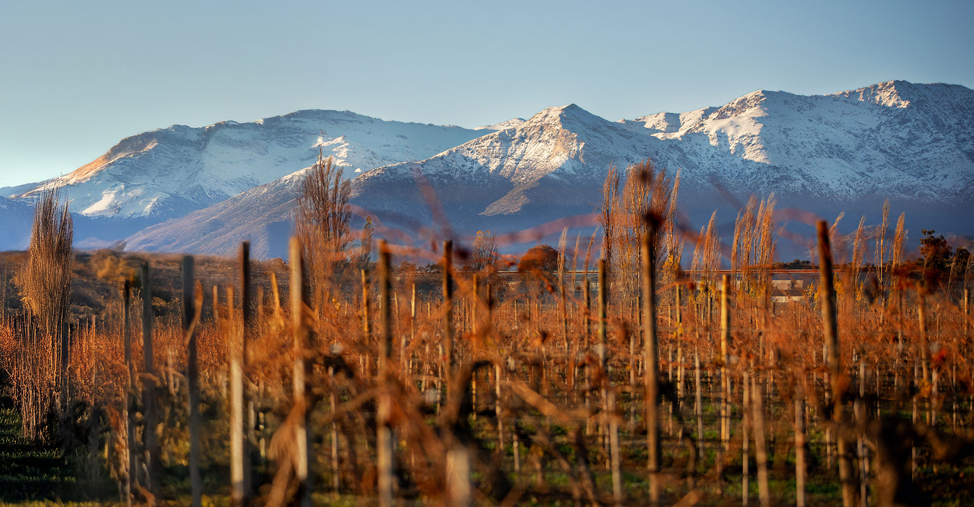 Don Melchor: Uma Referência Indiscutível do Cabernet Sauvignon