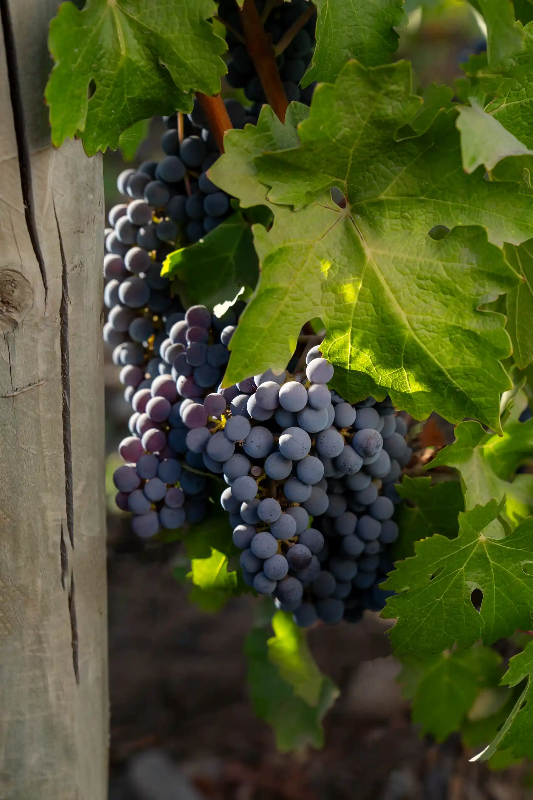 Vendimia Don Melchor: Experiencia en Viñedo y Cena en Casa Don Melchor