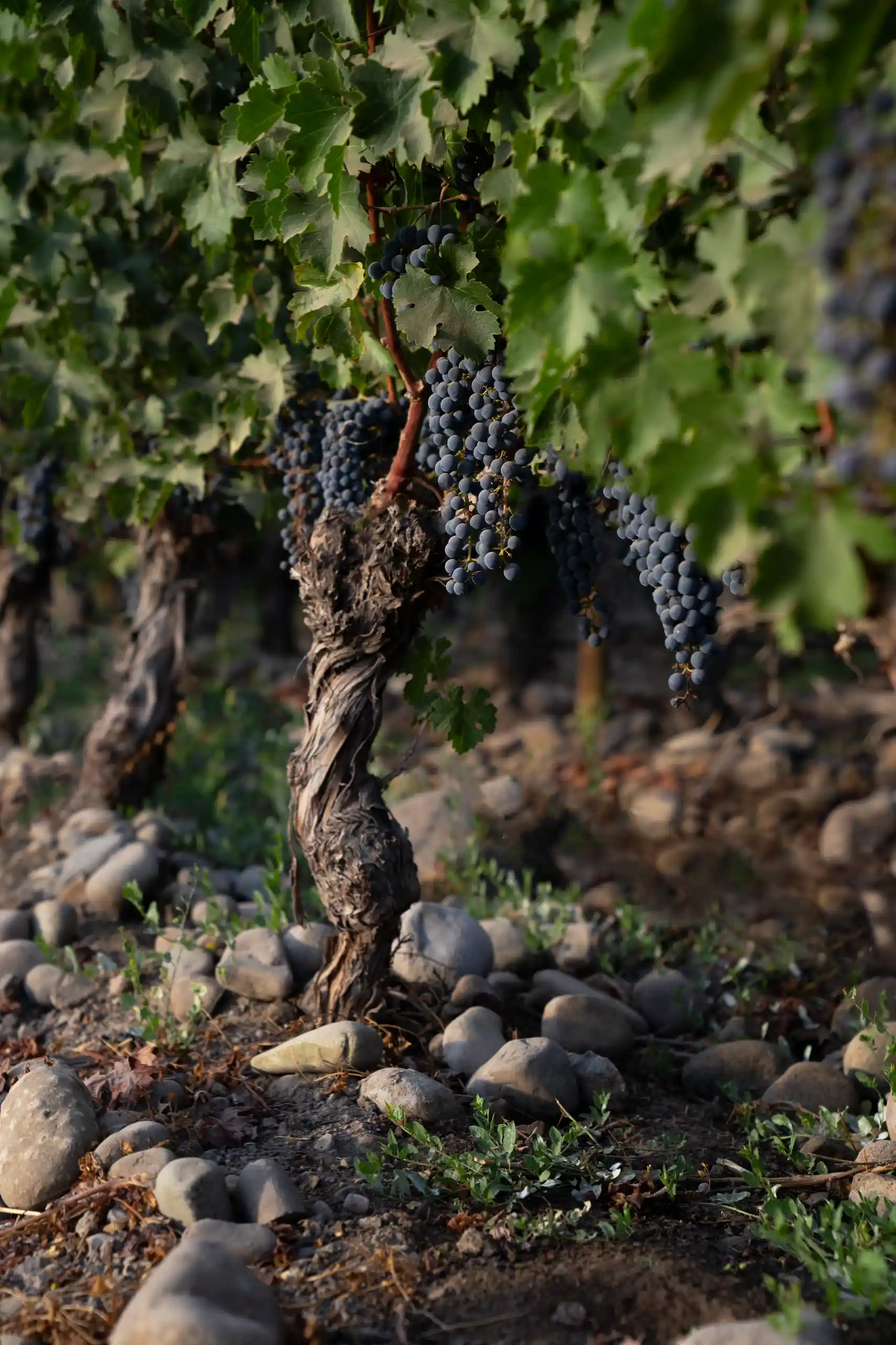 Vendimia Don Melchor: Experiencia en Viñedo y Cena en Casa Don Melchor