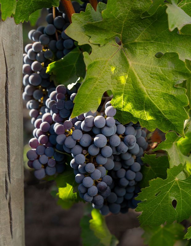 Vindima Don Melchor: Experiência no Vinhedo e Jantar Exclusivo na Casa Don Melchor