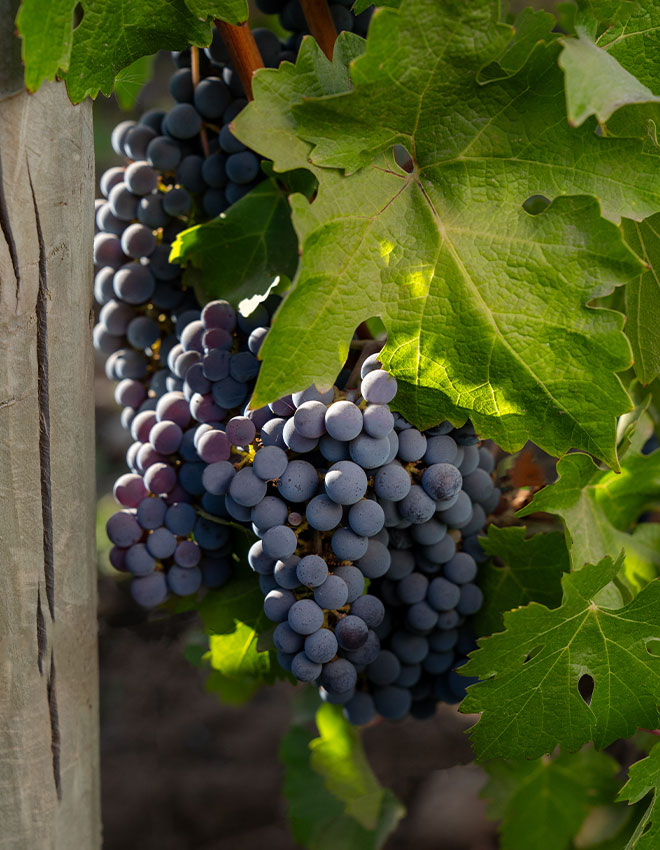 Vindima Don Melchor: Experiência no Vinhedo e Jantar Exclusivo na Casa Don Melchor