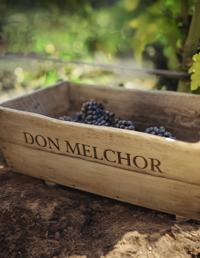 Vendimia Don Melchor: Experiencia en Viñedo y Cena en Casa Don Melchor