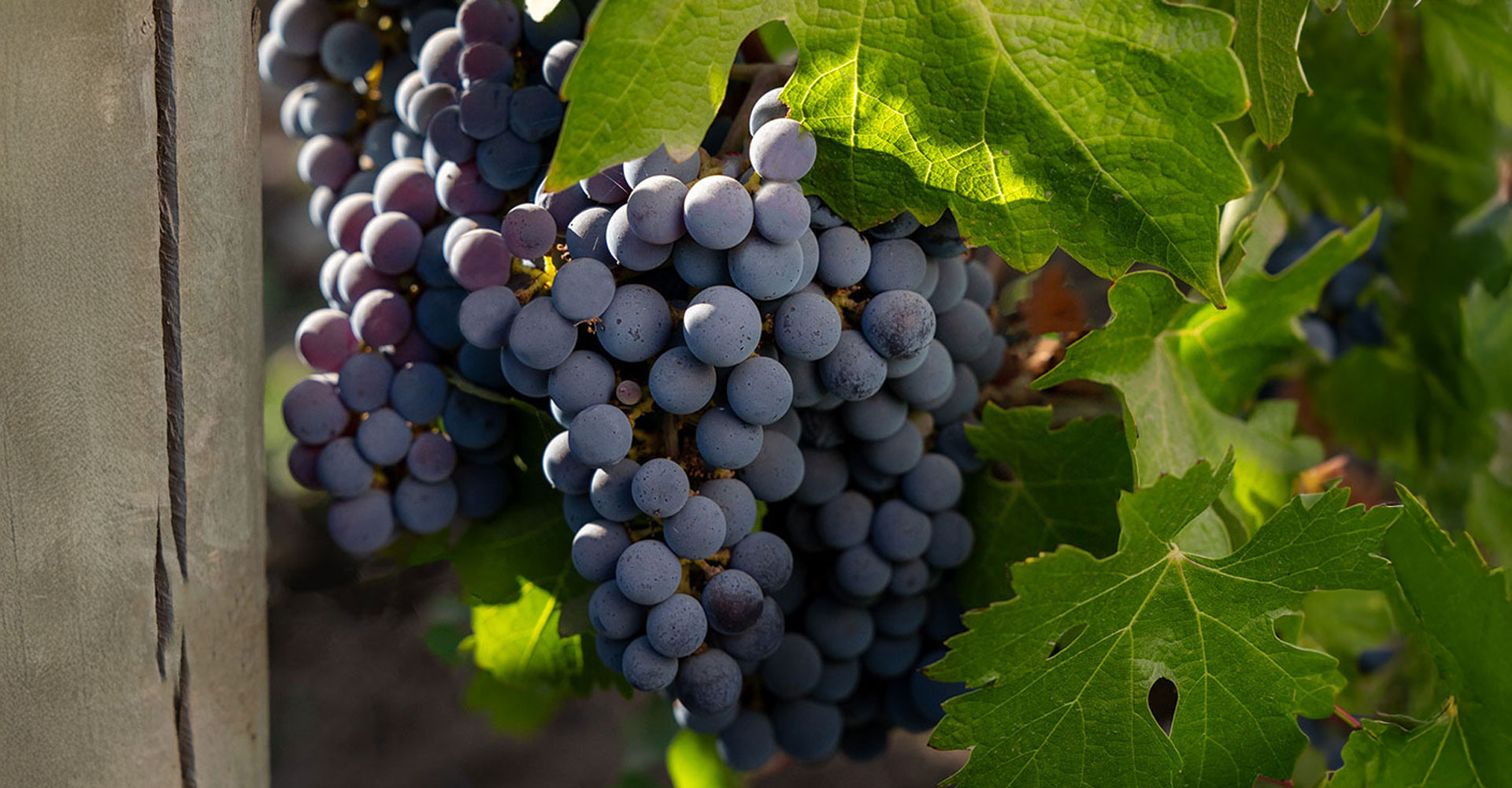 40 Cosechas de Don Melchor: cultivando un legado de excelencia