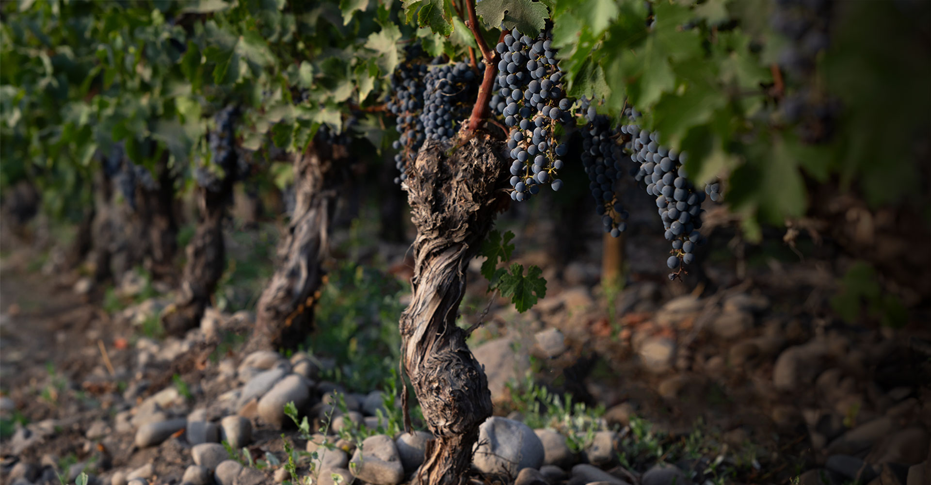 Vendimia Don Melchor: Experiencia en Viñedo y Cena