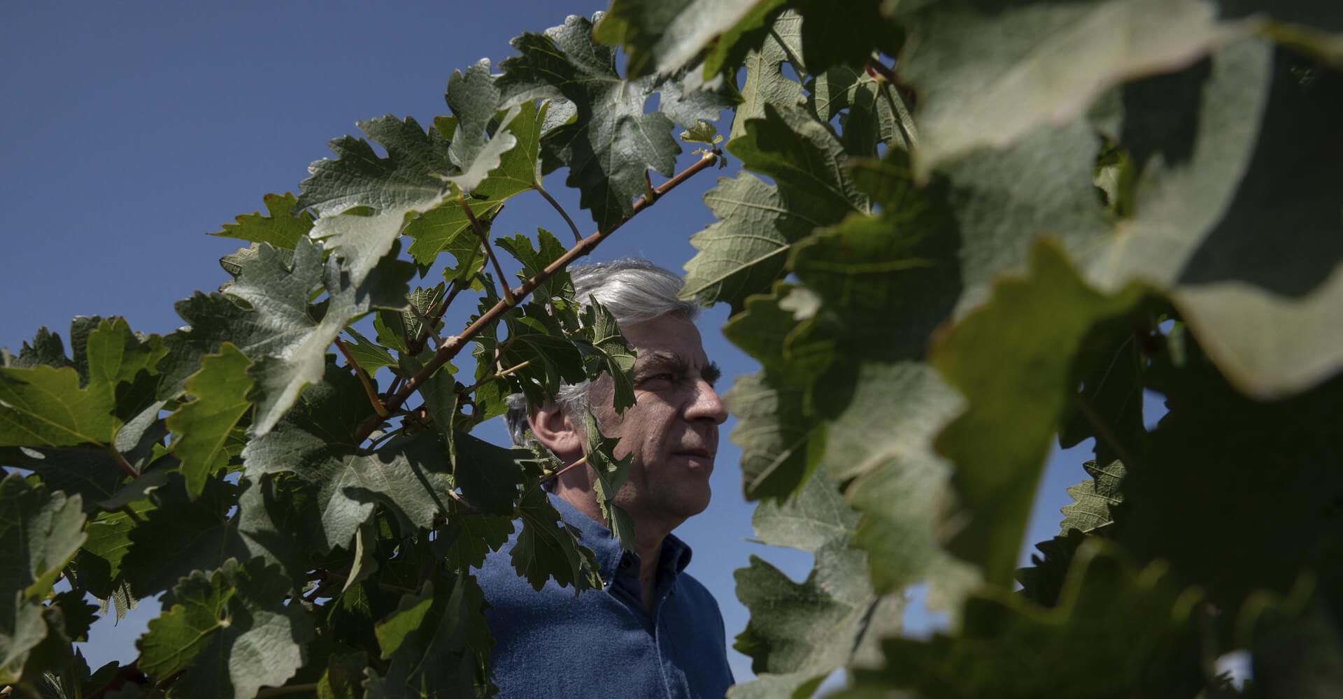 Viña Don Melchor conquista altas pontuações na Robert Parker Wine Advocate