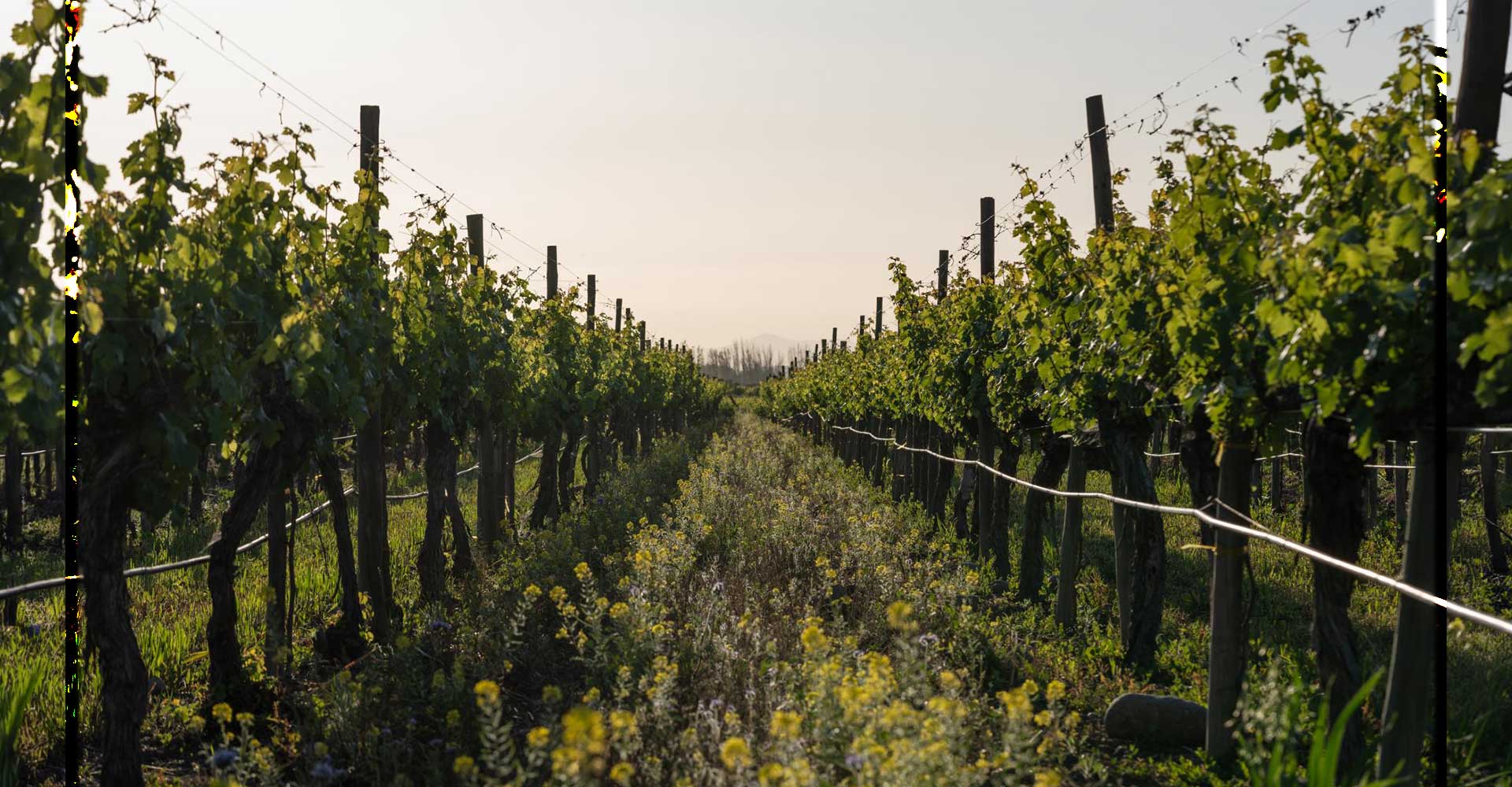 Viña Don Melchor, única viña chilena nominada como “New World Winery of the Year 2026” por Wine Enthusiast