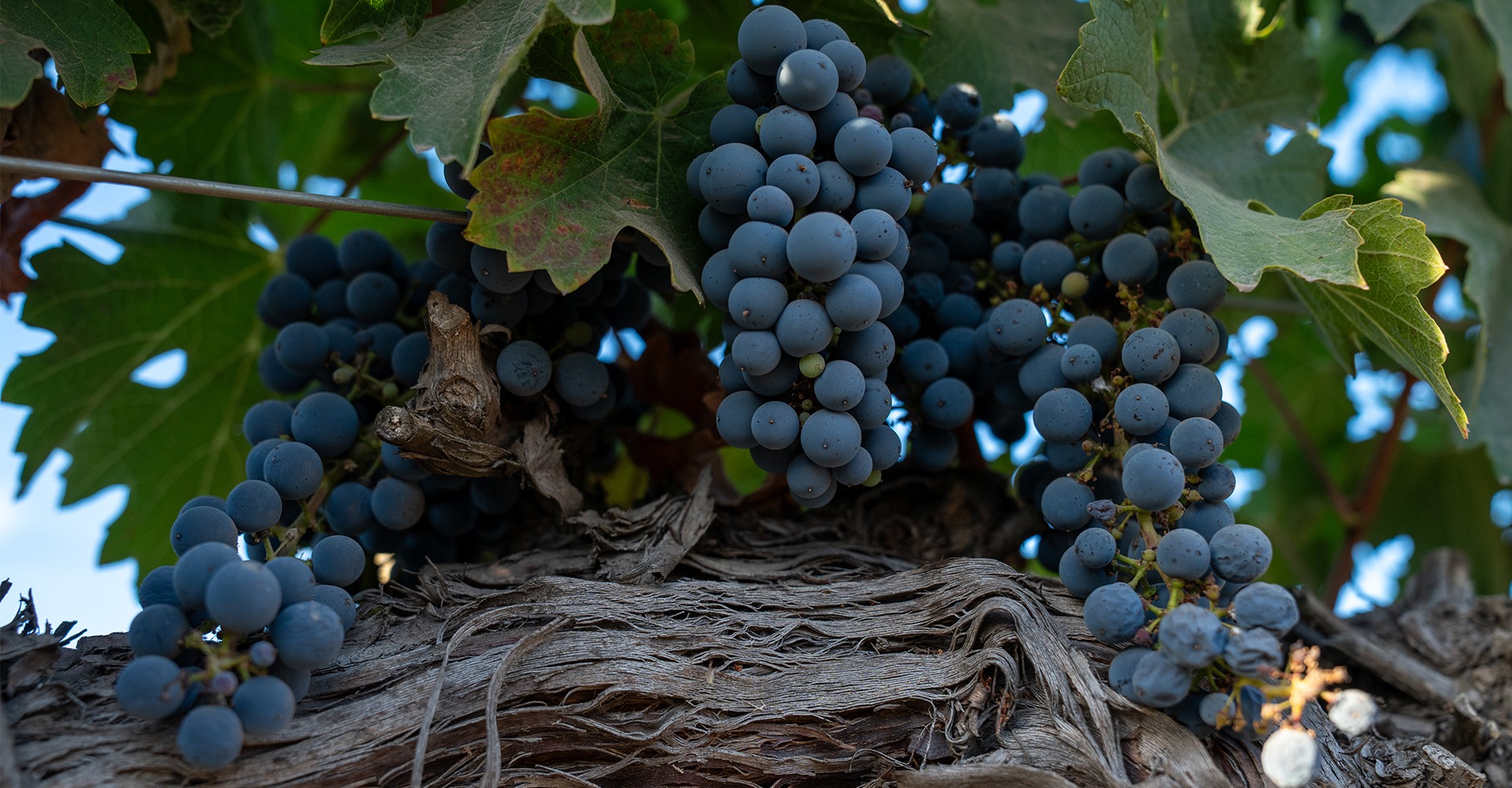 El Cabernet Sauvignon como símbolo de excelencia